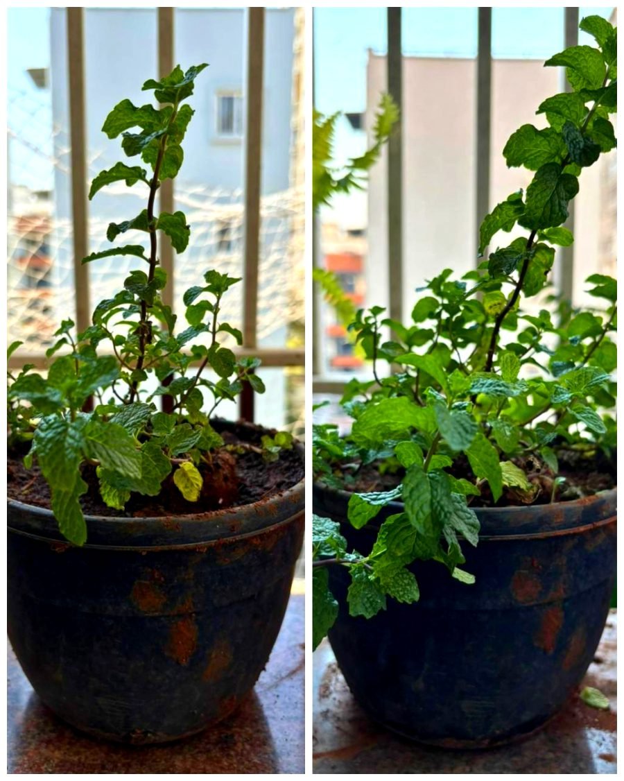 Mint (pudhina) before and after Super Vermicompost