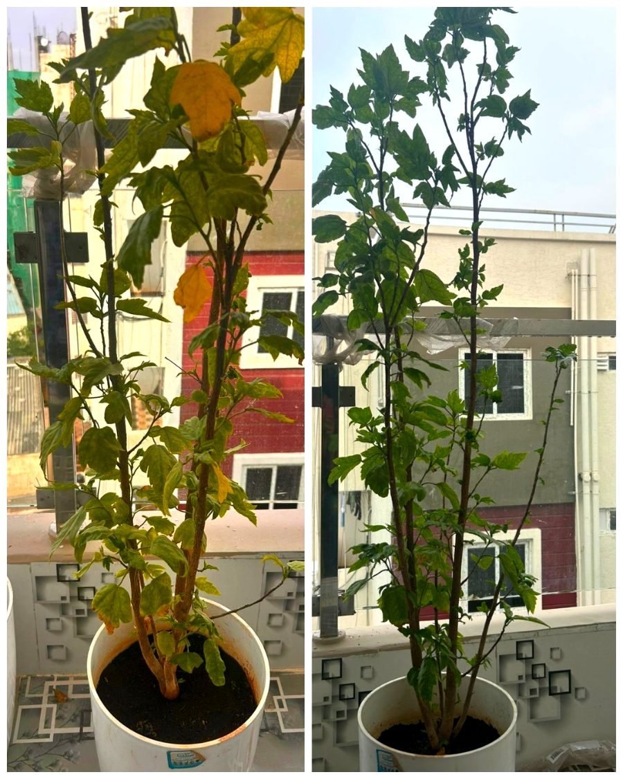 Hibiscus tree before and after Super Vermicompost