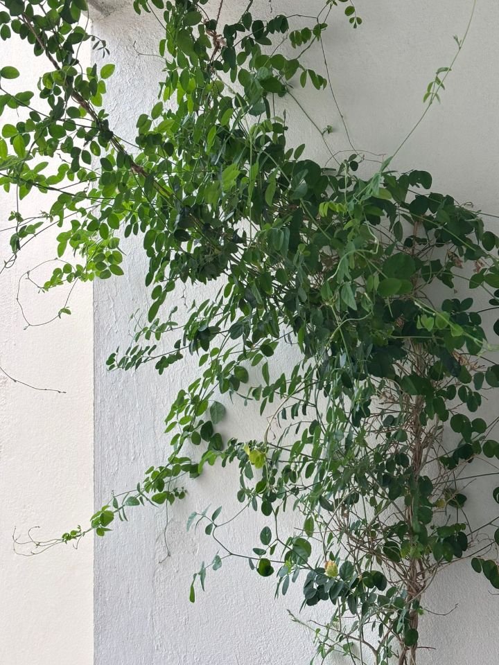 Blue pea creeper climbing a wall