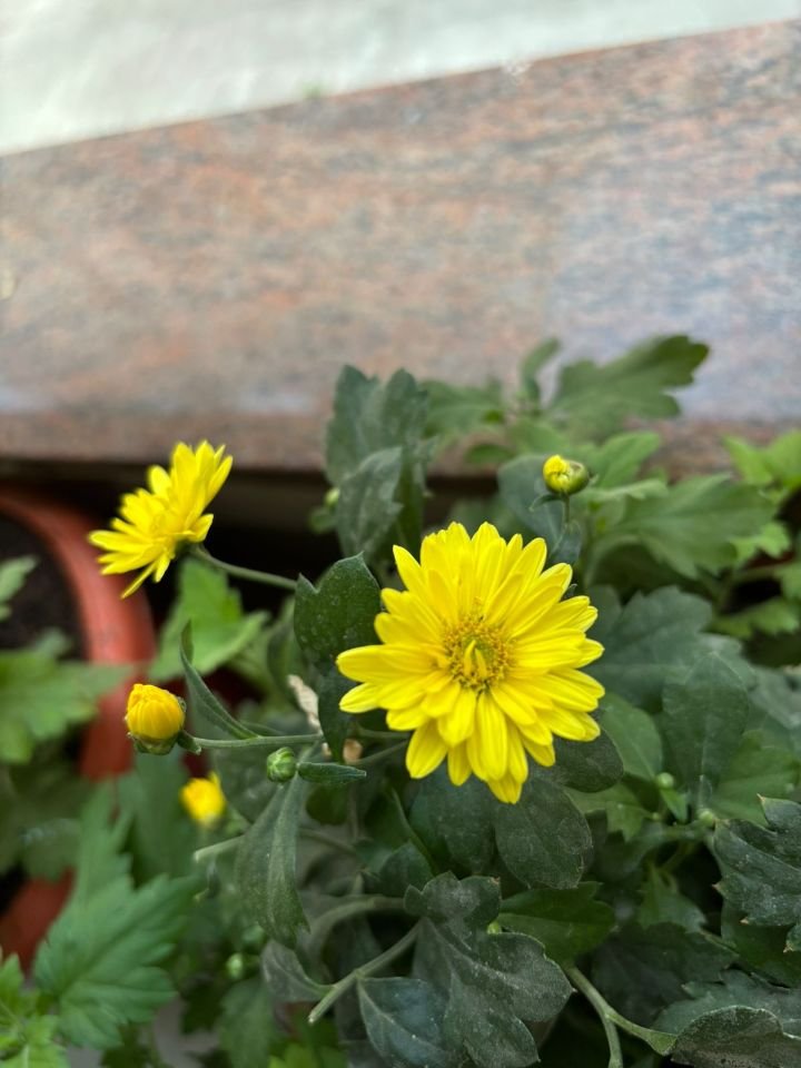 Yellow chrysanthemum flowers