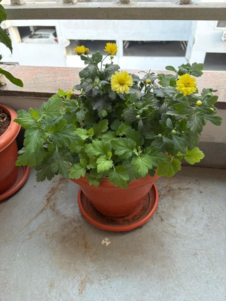 Potted chrysanthemum on a balcony