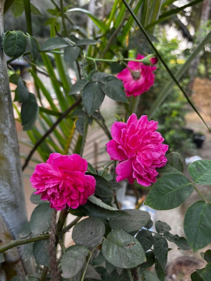 Fragrant pink desi roses