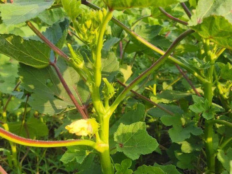 Okra flower and young pod on the plant
