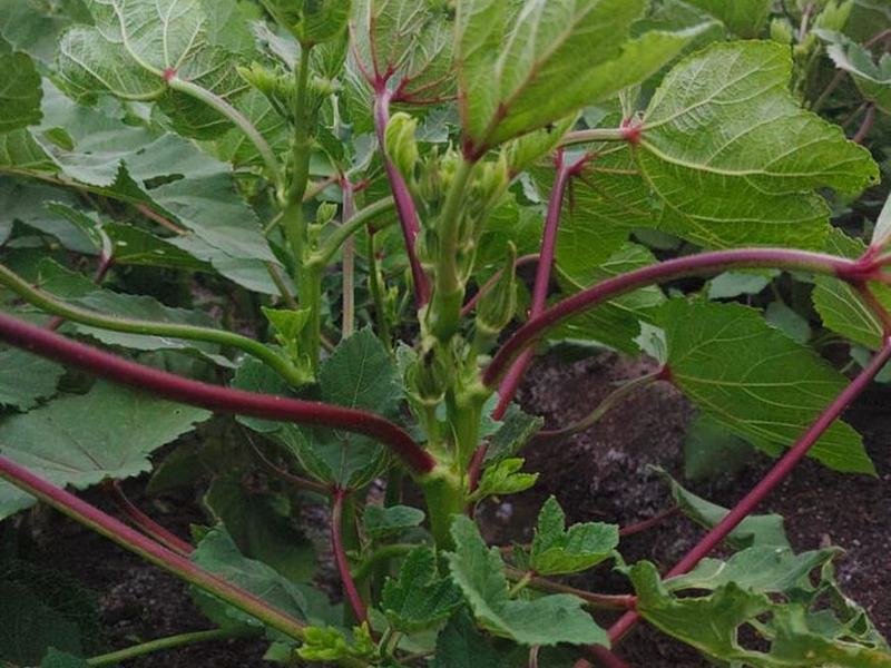 Okra pods forming along the stem