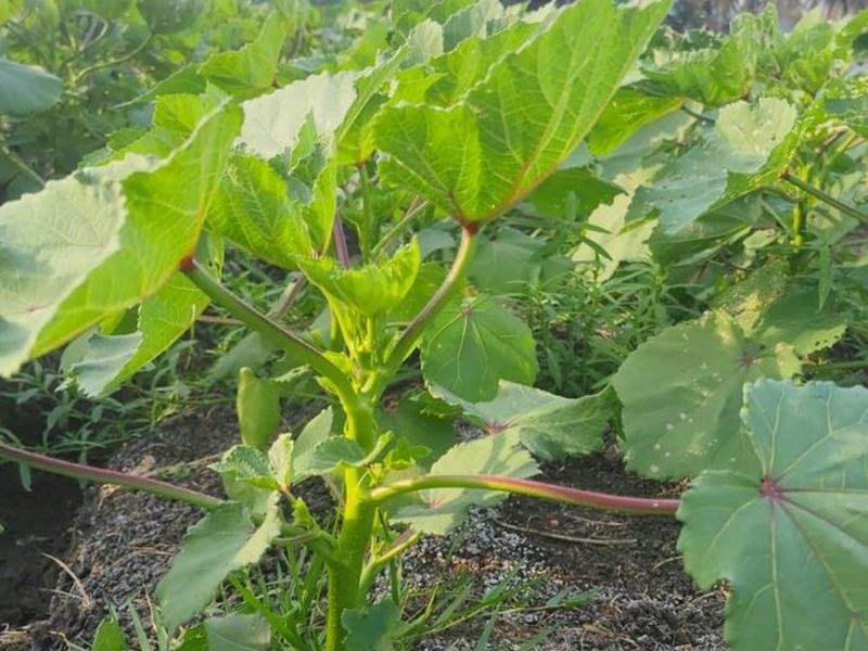 Okra crop in rows, grown on Moo's Farm vermicompost
