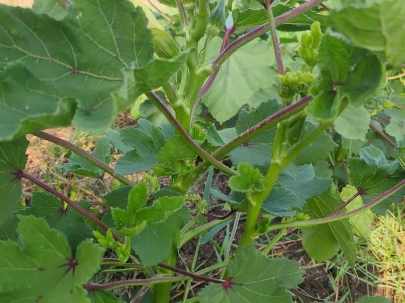 Okra fruiting through the middle of the plant