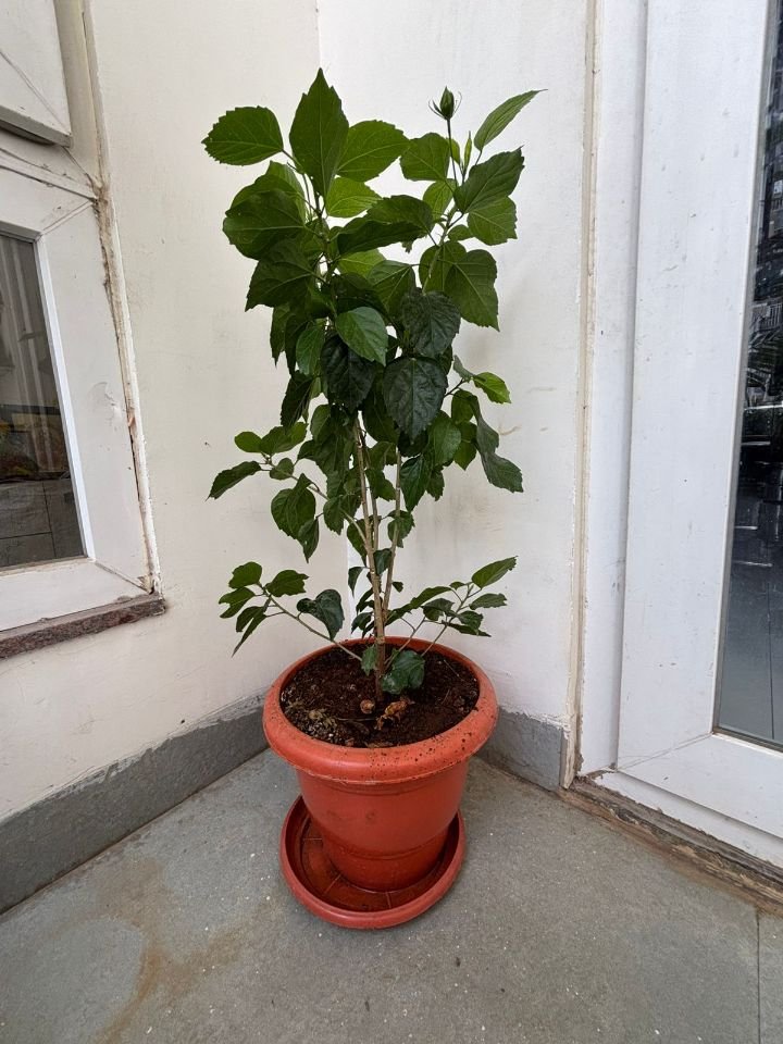 Hibiscus plant with large leaves and new buds