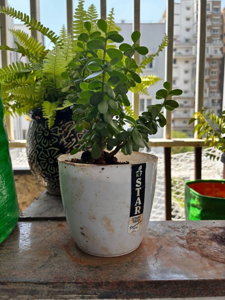 Healthy jade plant