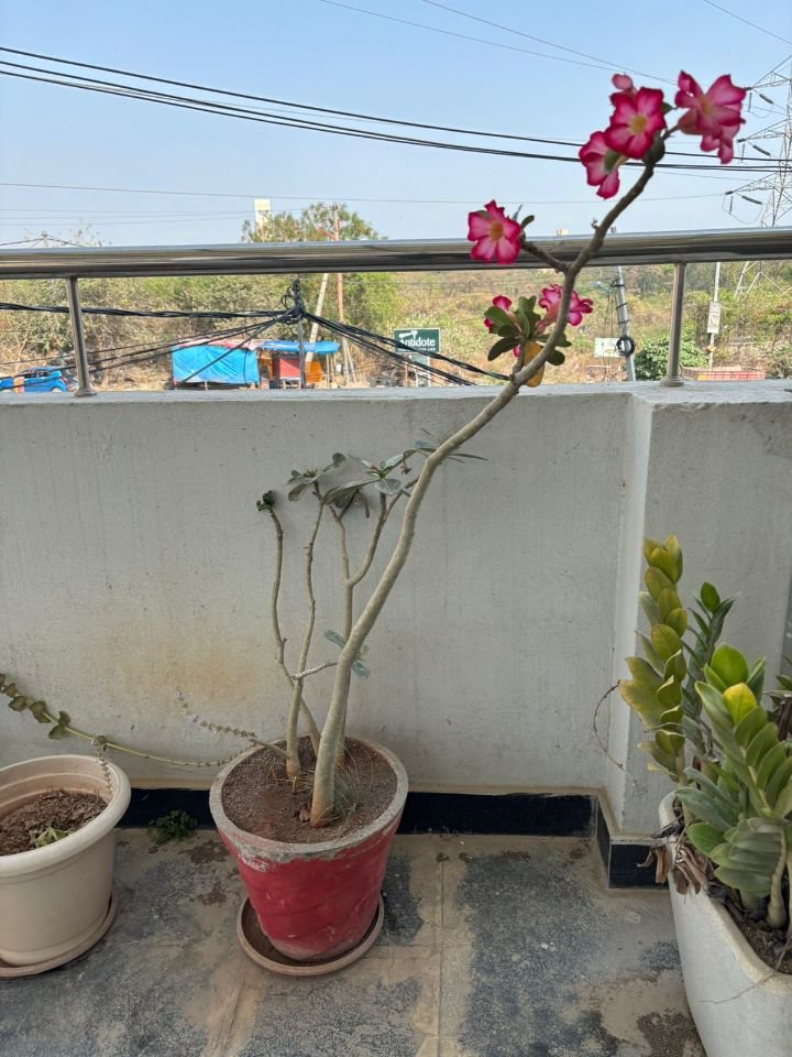Rose bush with more blooms than ever before